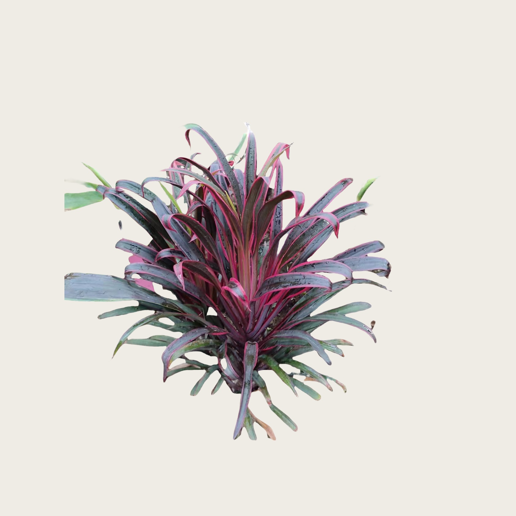 极乐鸟朱蕉