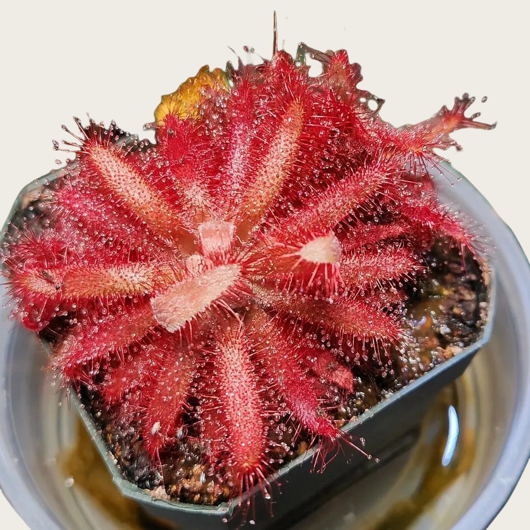 格拉莫哥茅膏菜