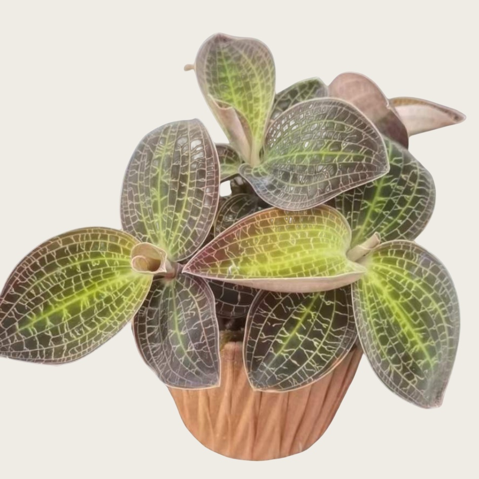 梦幻血叶兰梦幻金线莲