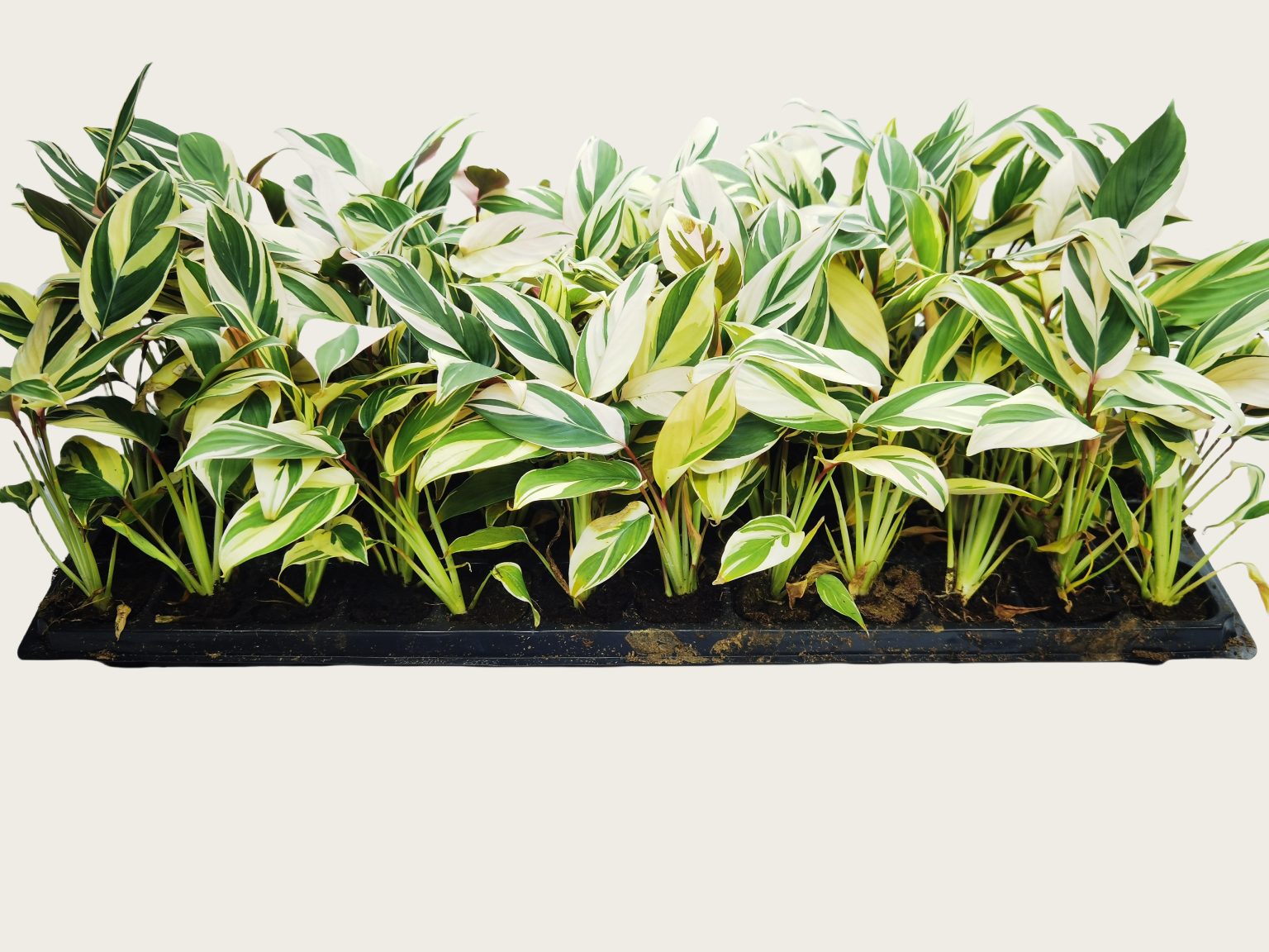 Calathea watercolor