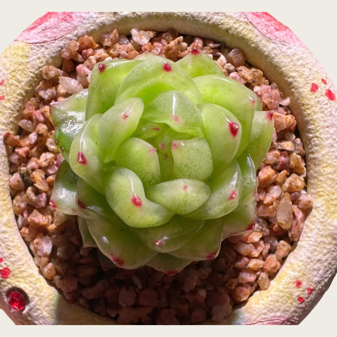 水晶珍妮