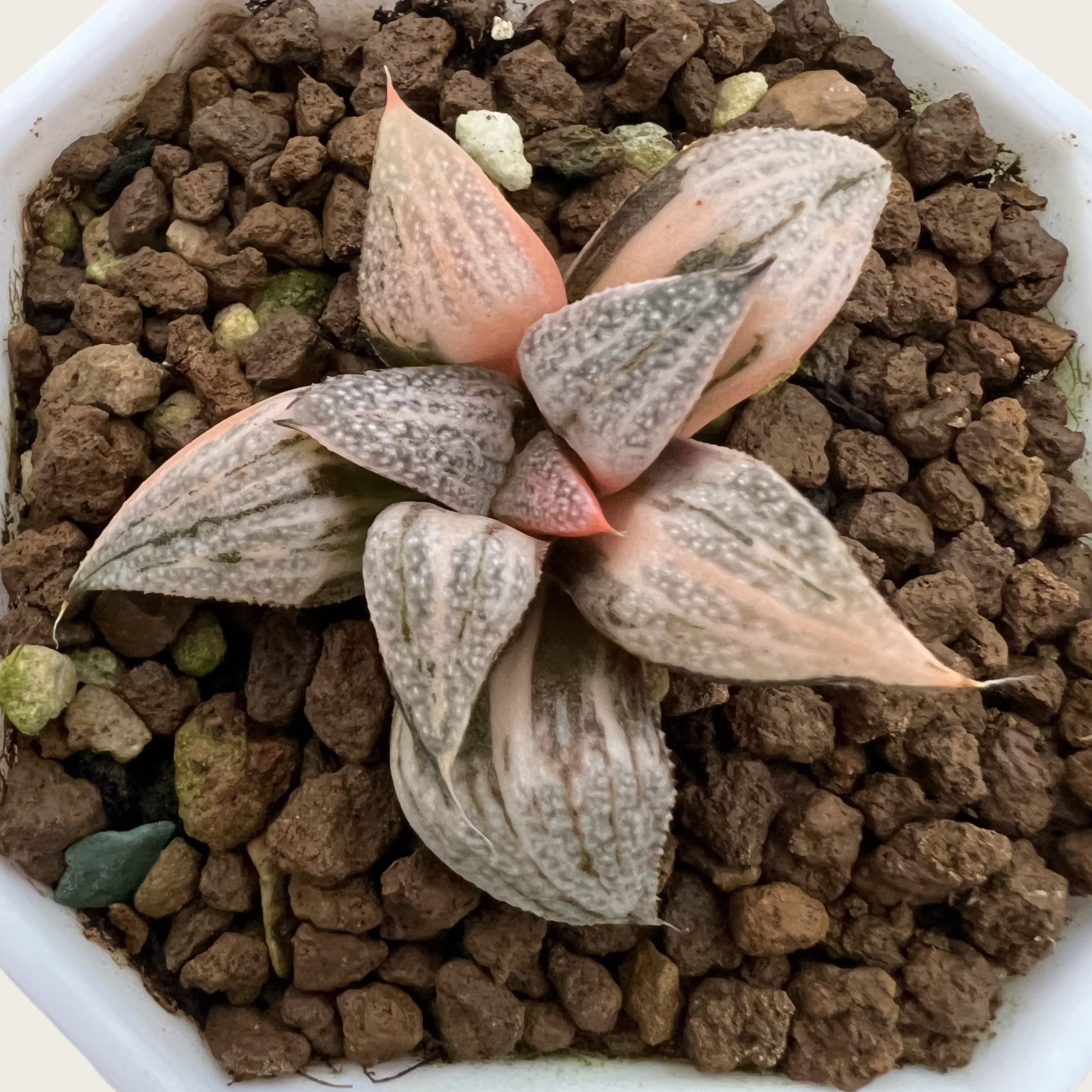 Haworthia Taj Mahal – Ln group horticulture co., limited.