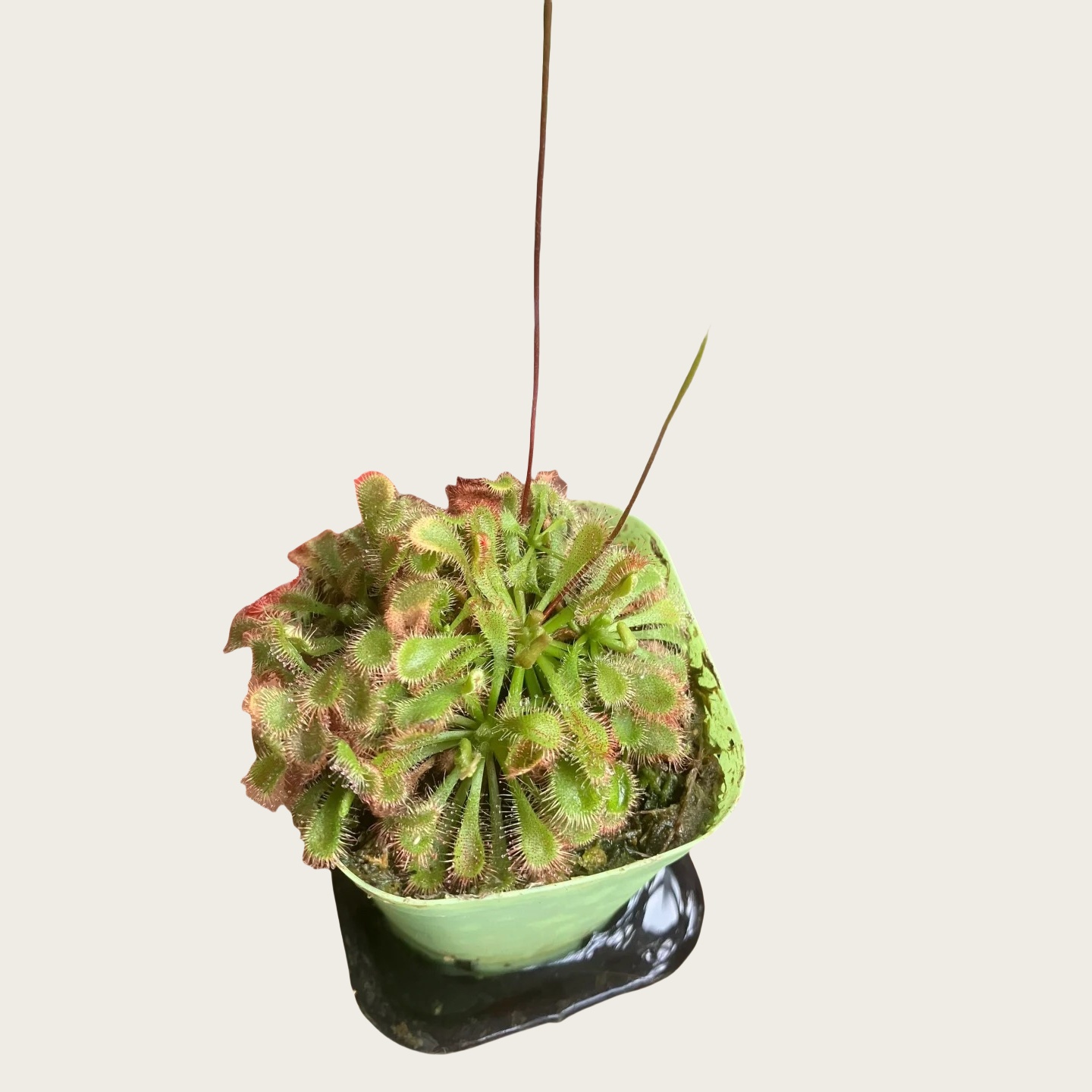 洛佛利茅膏菜