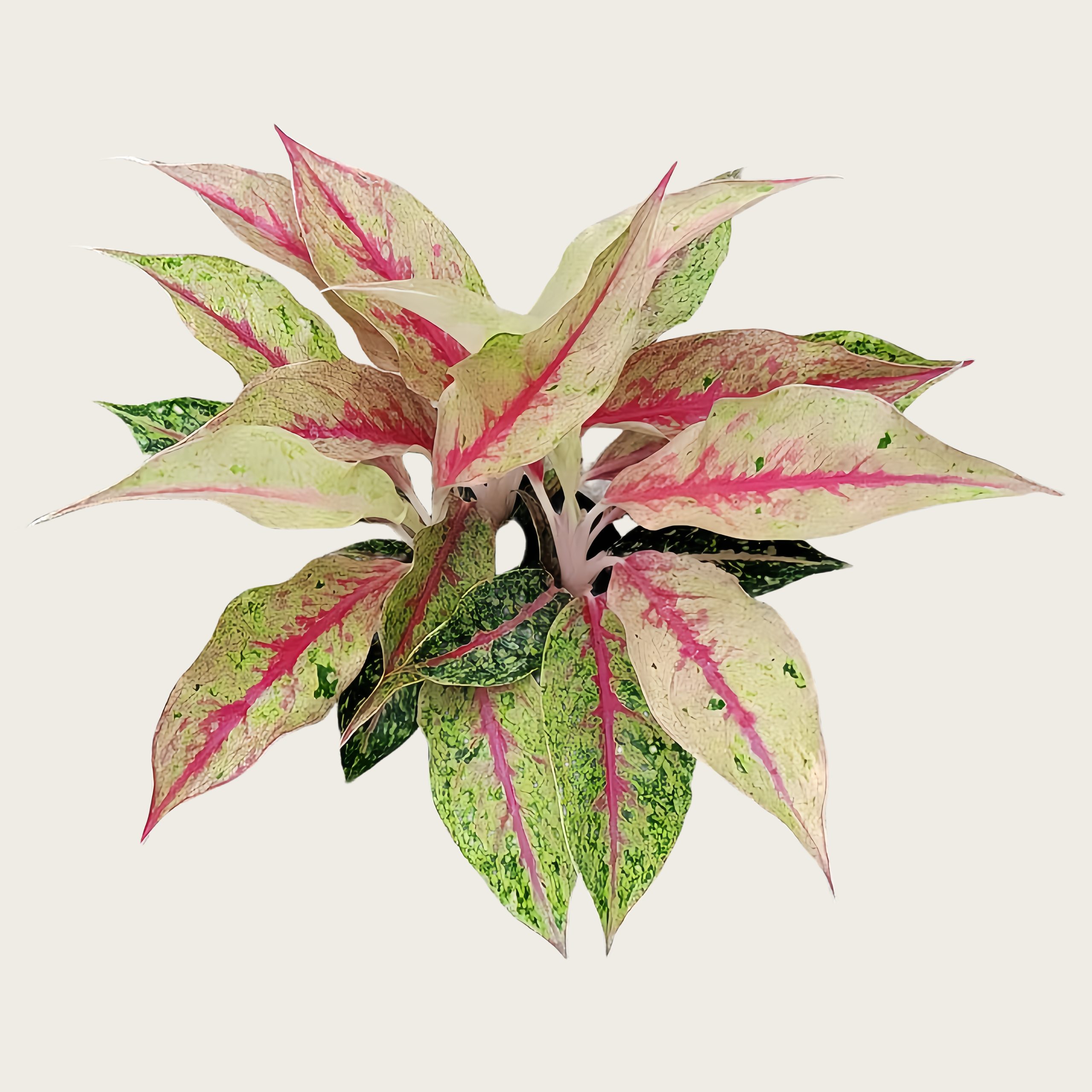 烟花