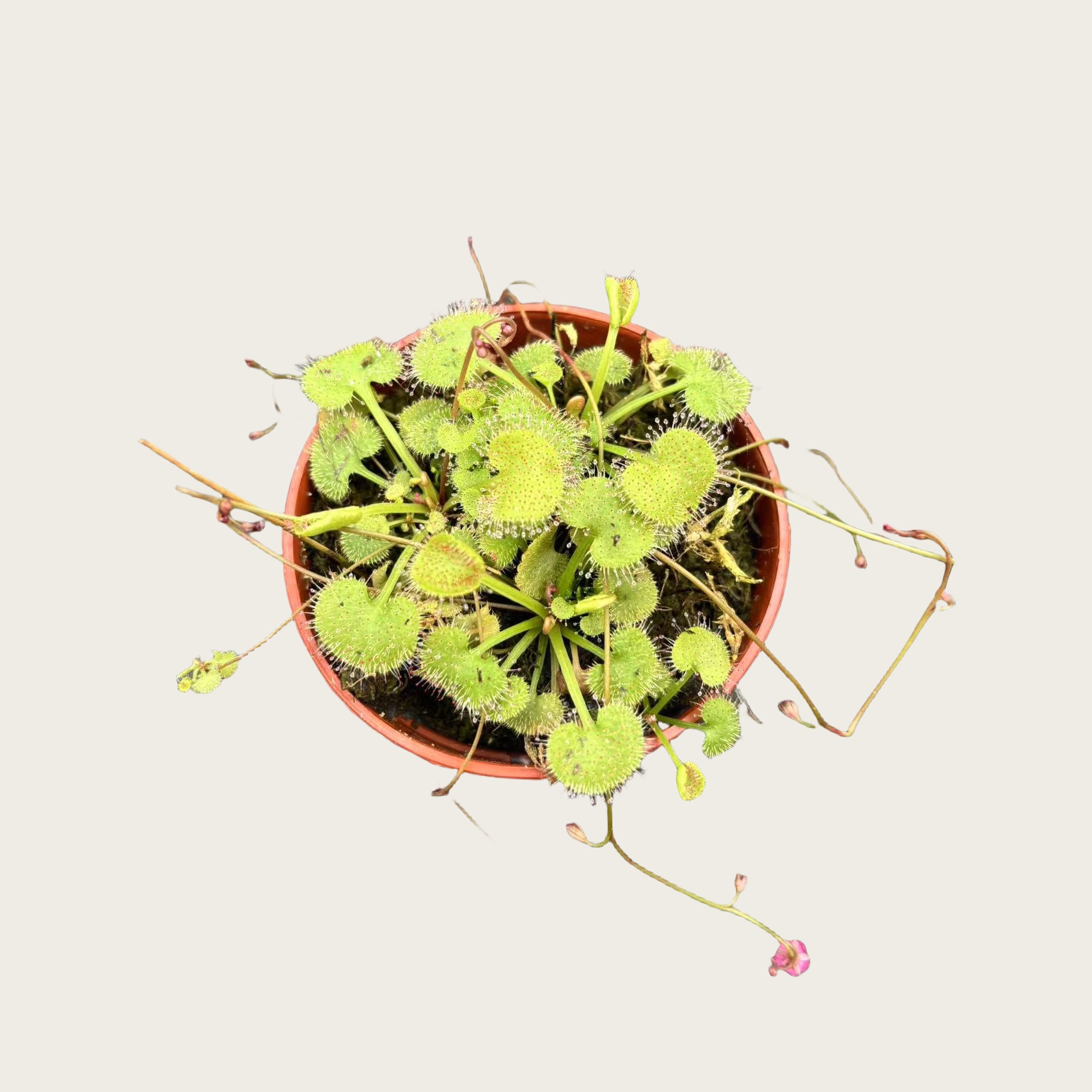 爱心茅膏菜