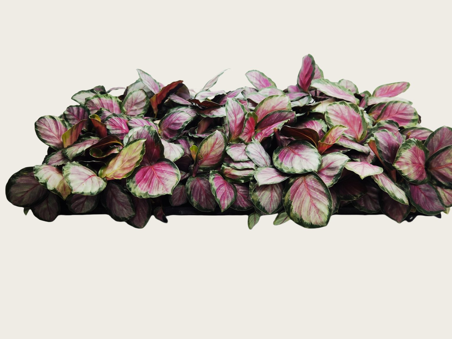 Calathea roseopicta ‘Rosy’