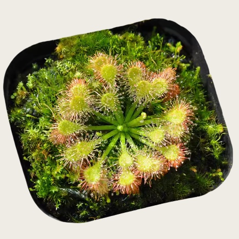 白绒毛茅膏菜