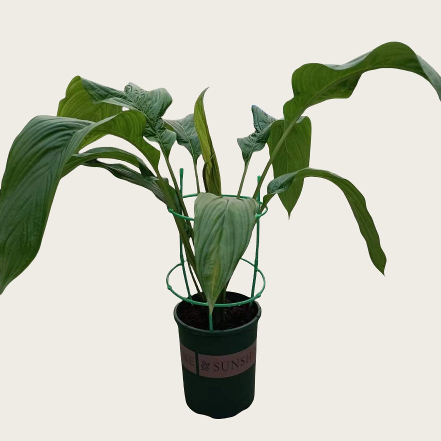 白花老虎须