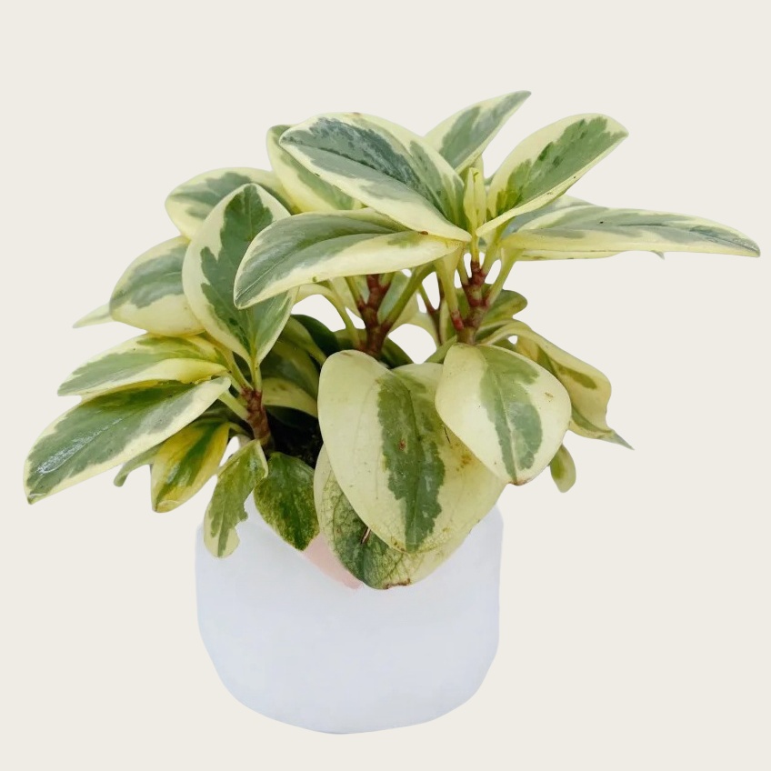 白金椒草