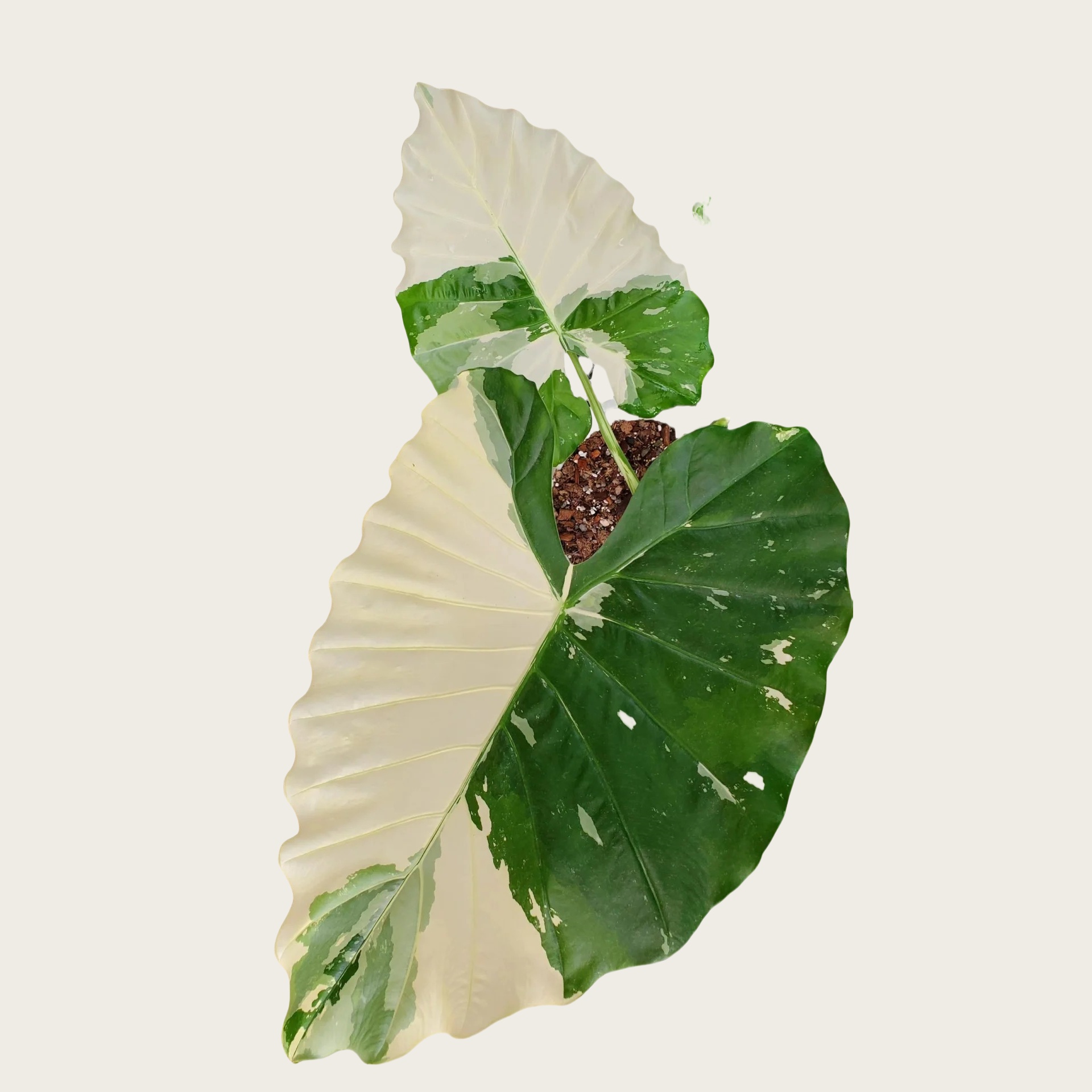 白锦滴水观音