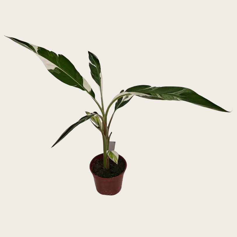 白锦香蕉