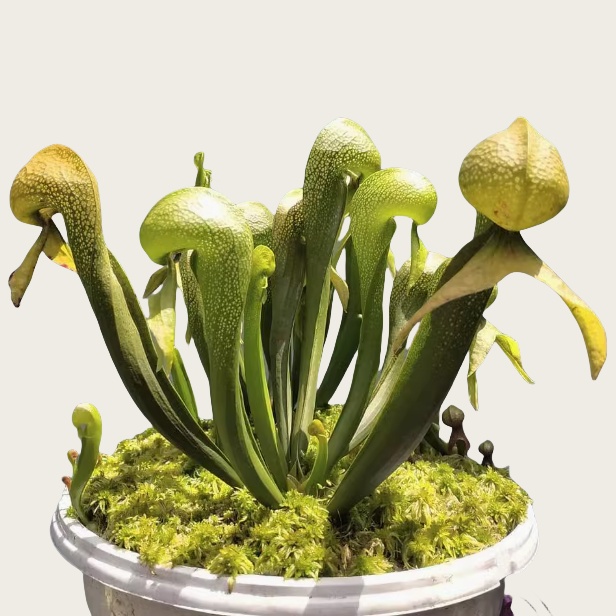 眼镜蛇瓶子草