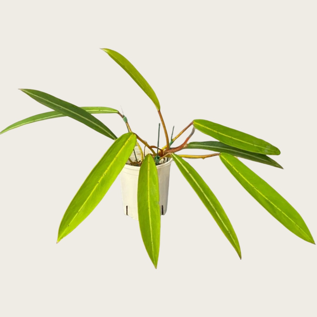 硬叶羽毛蔓绿绒