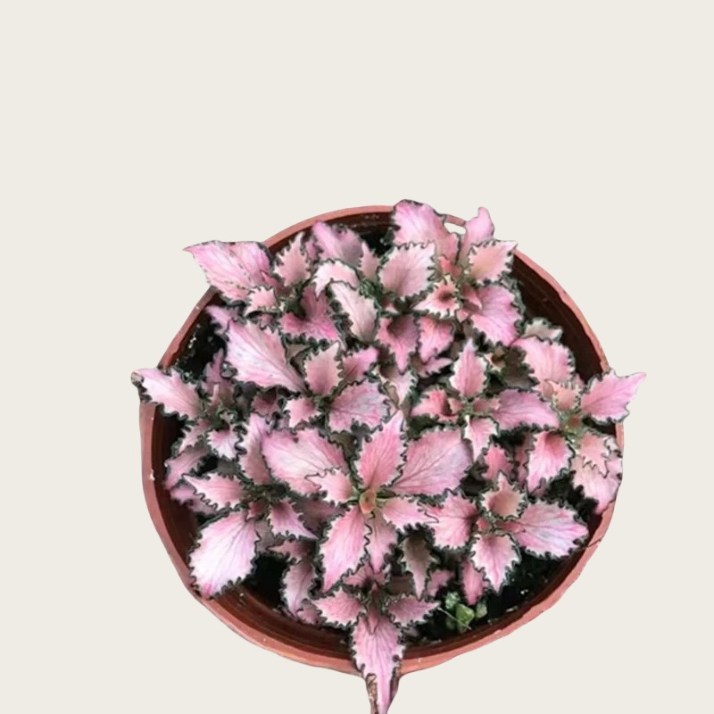 粉红