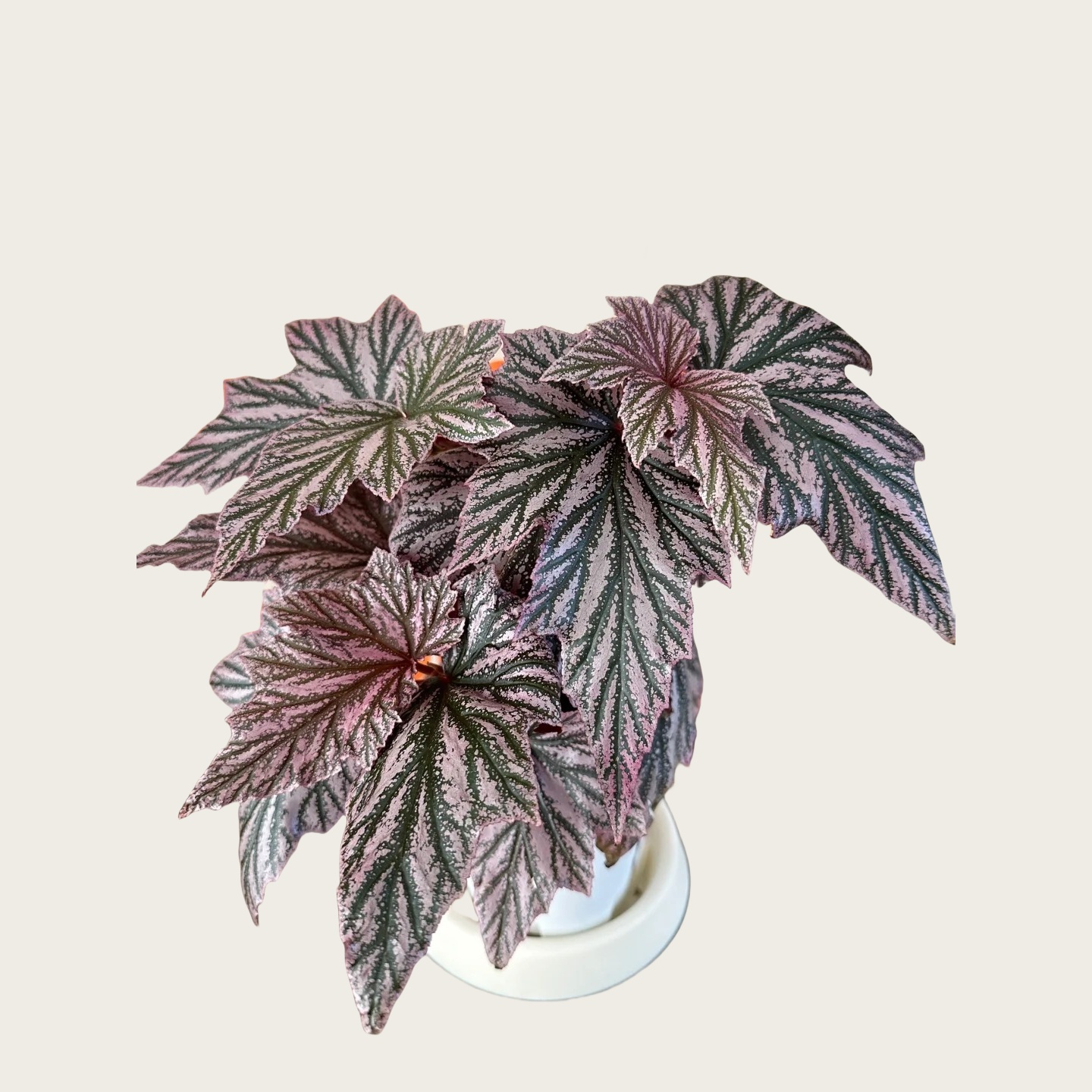 粉红貂