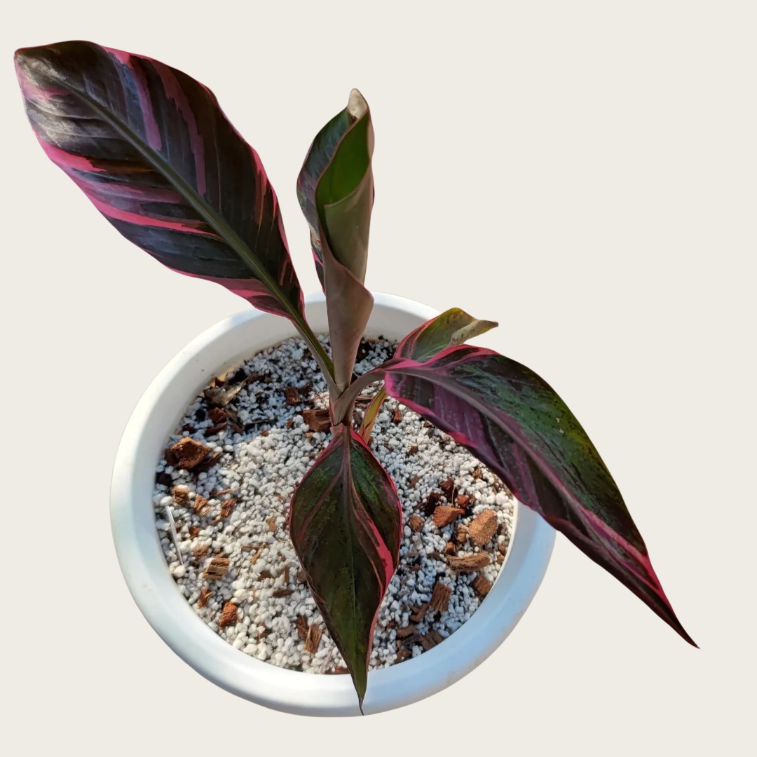 粉锦香蕉