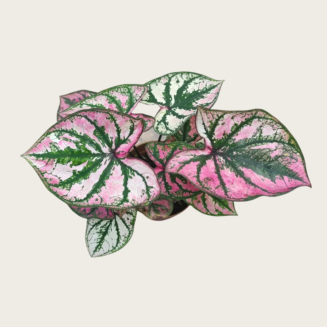 紫霞