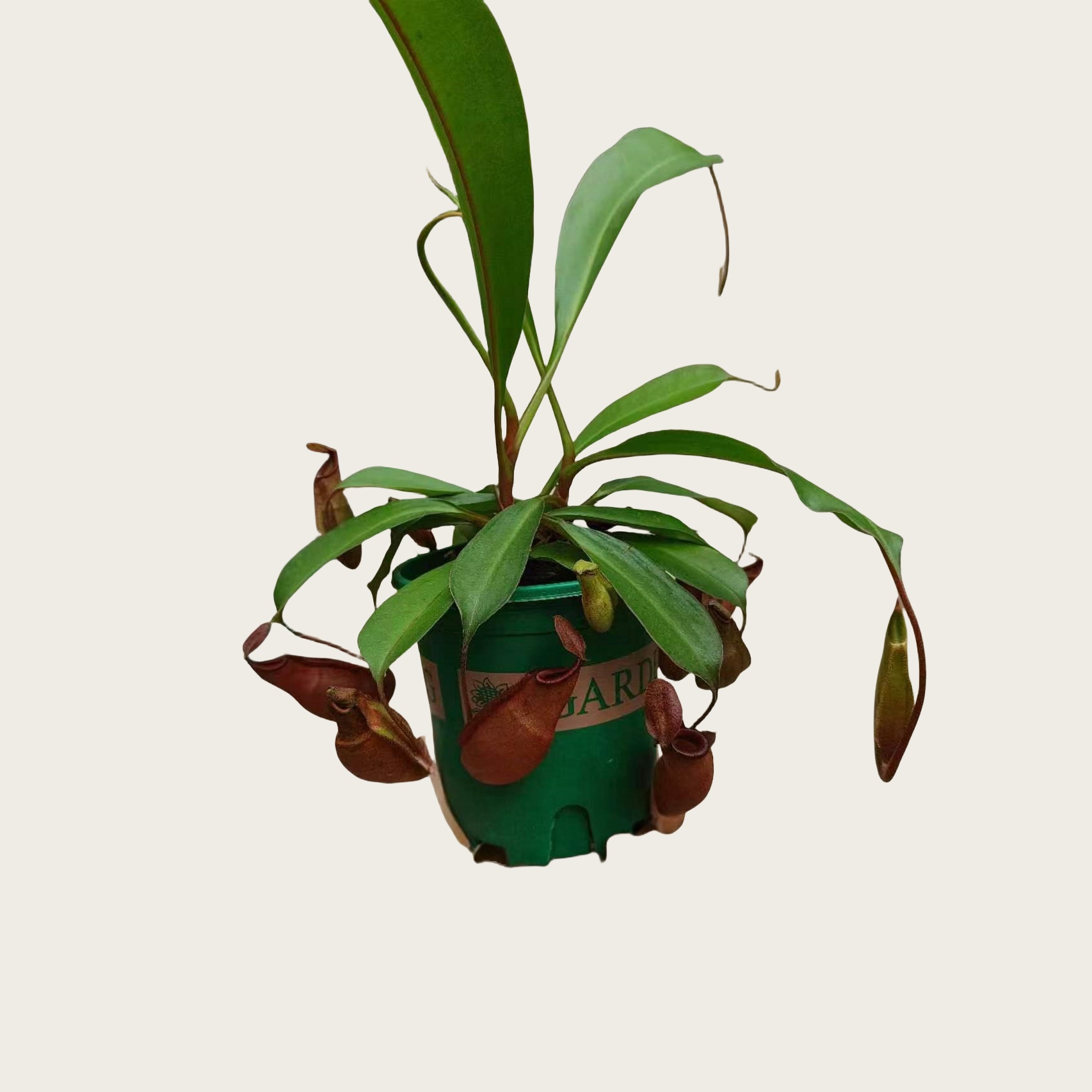 红杆猪笼草（新）