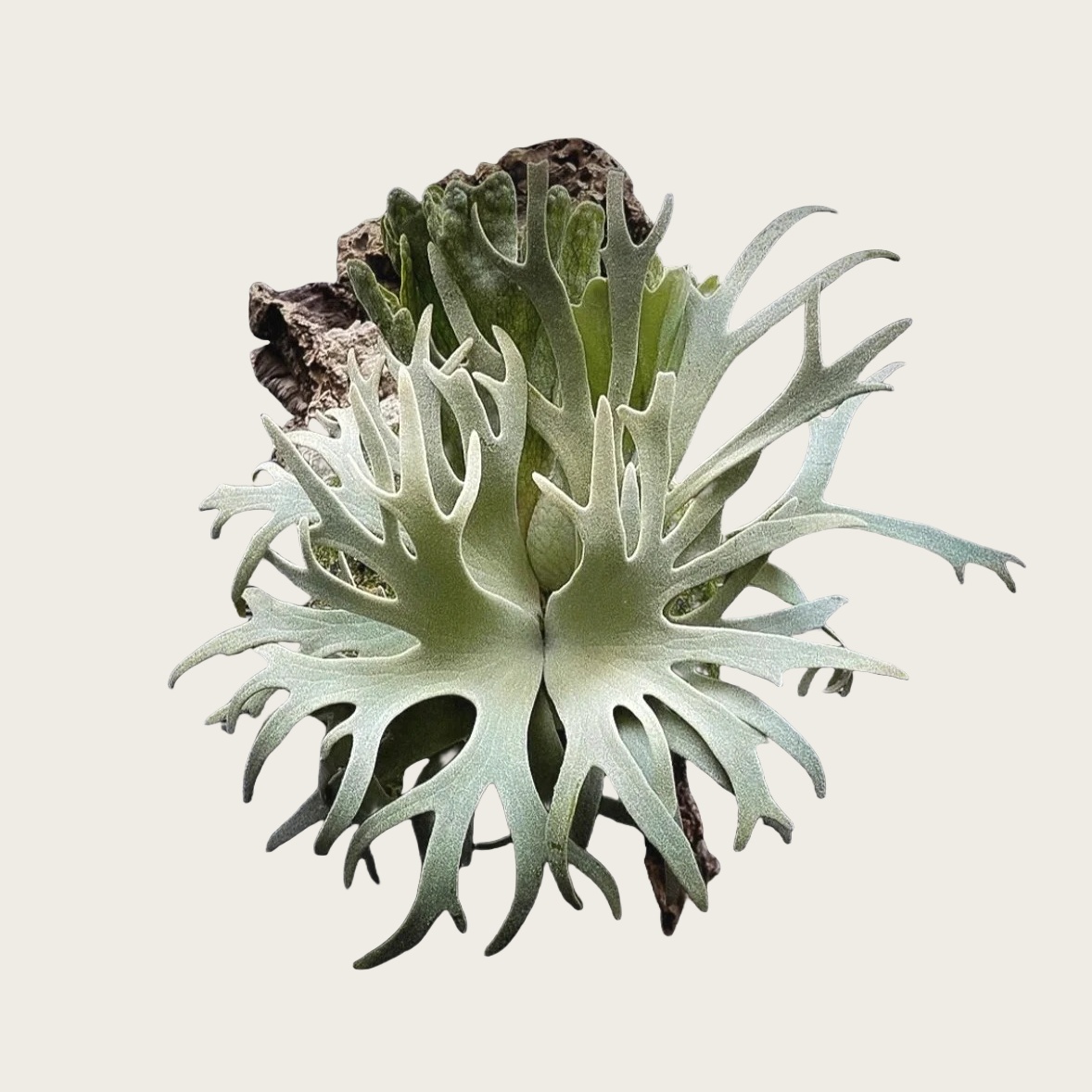细菌鹿角蕨Platycerium willinckii Bacter