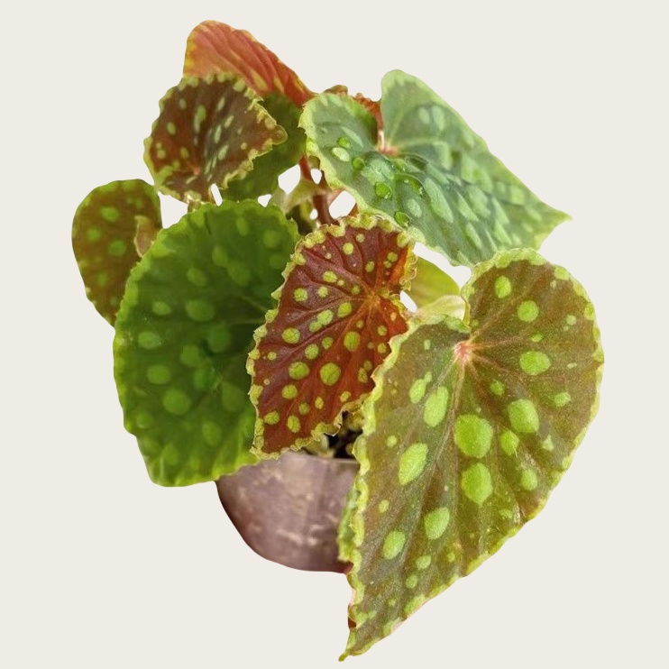 绿泡秋海棠