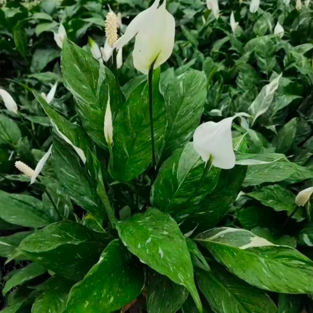 美酒白掌