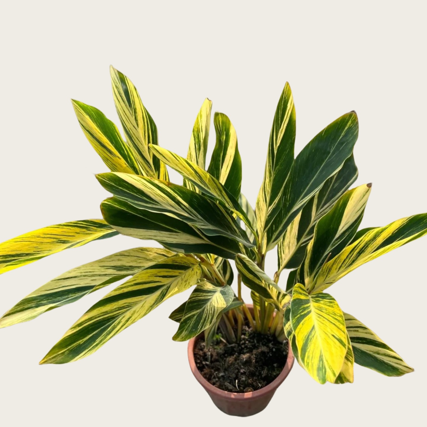 花叶姜_花叶良姜