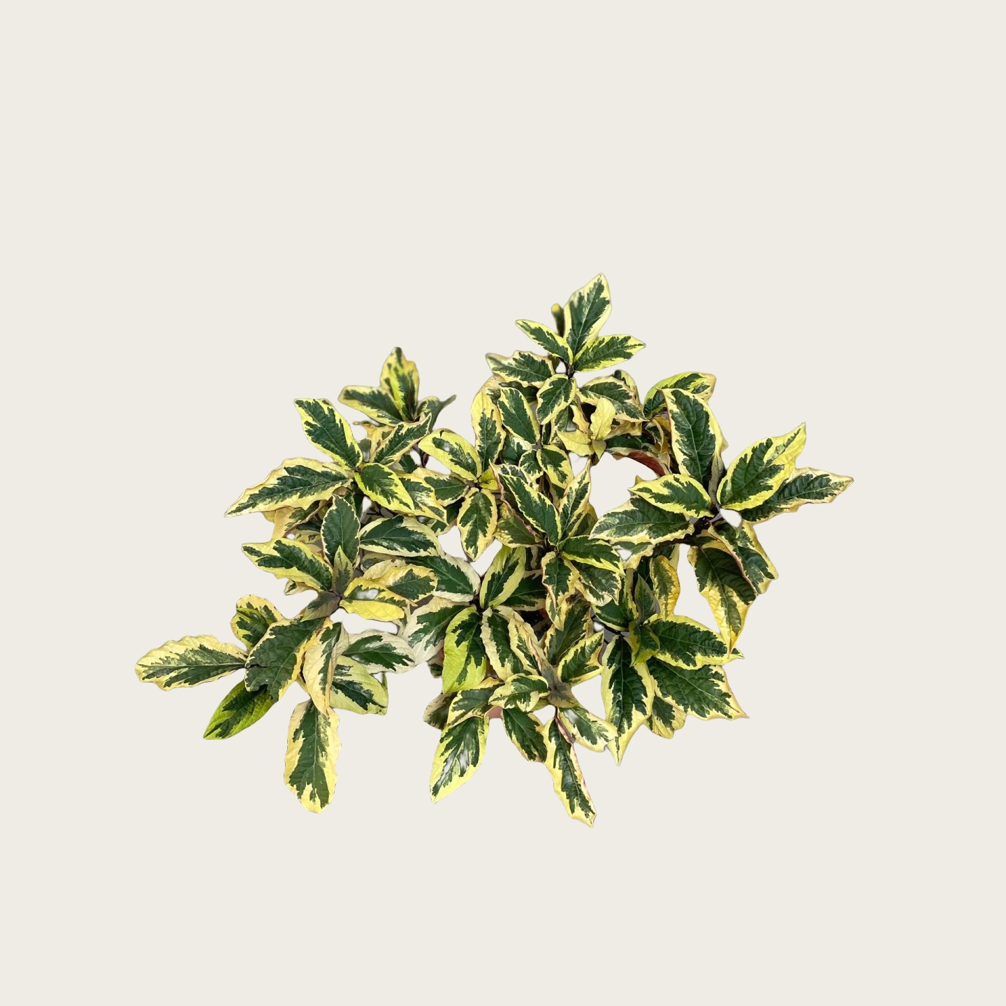 花叶烟火树