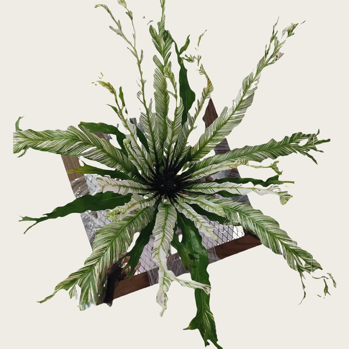 花叶鸟巢蕨