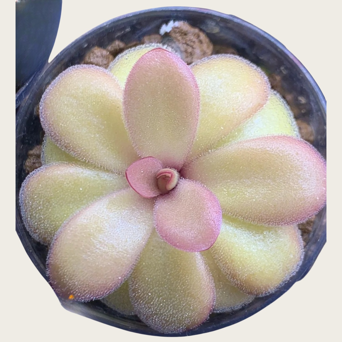 苹果
