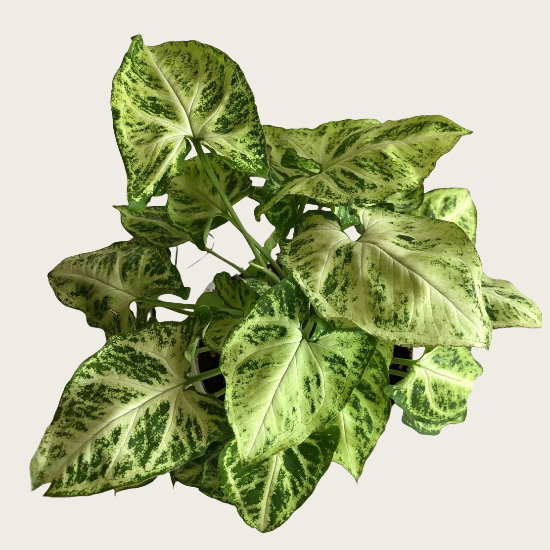 蓝精灵合果芋