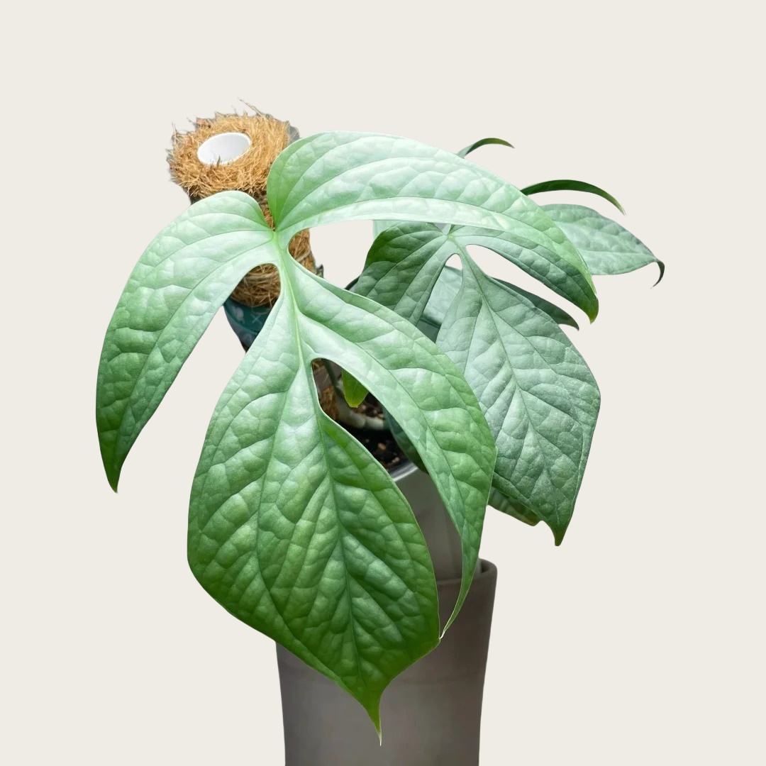 蓝网纹龟背竹 (1)
