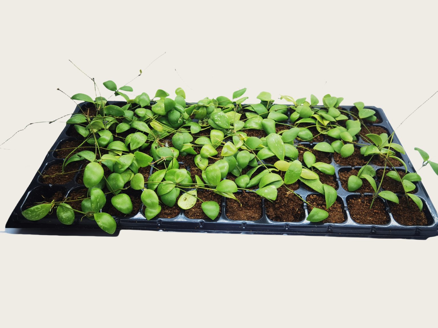 Hoya Brevialata