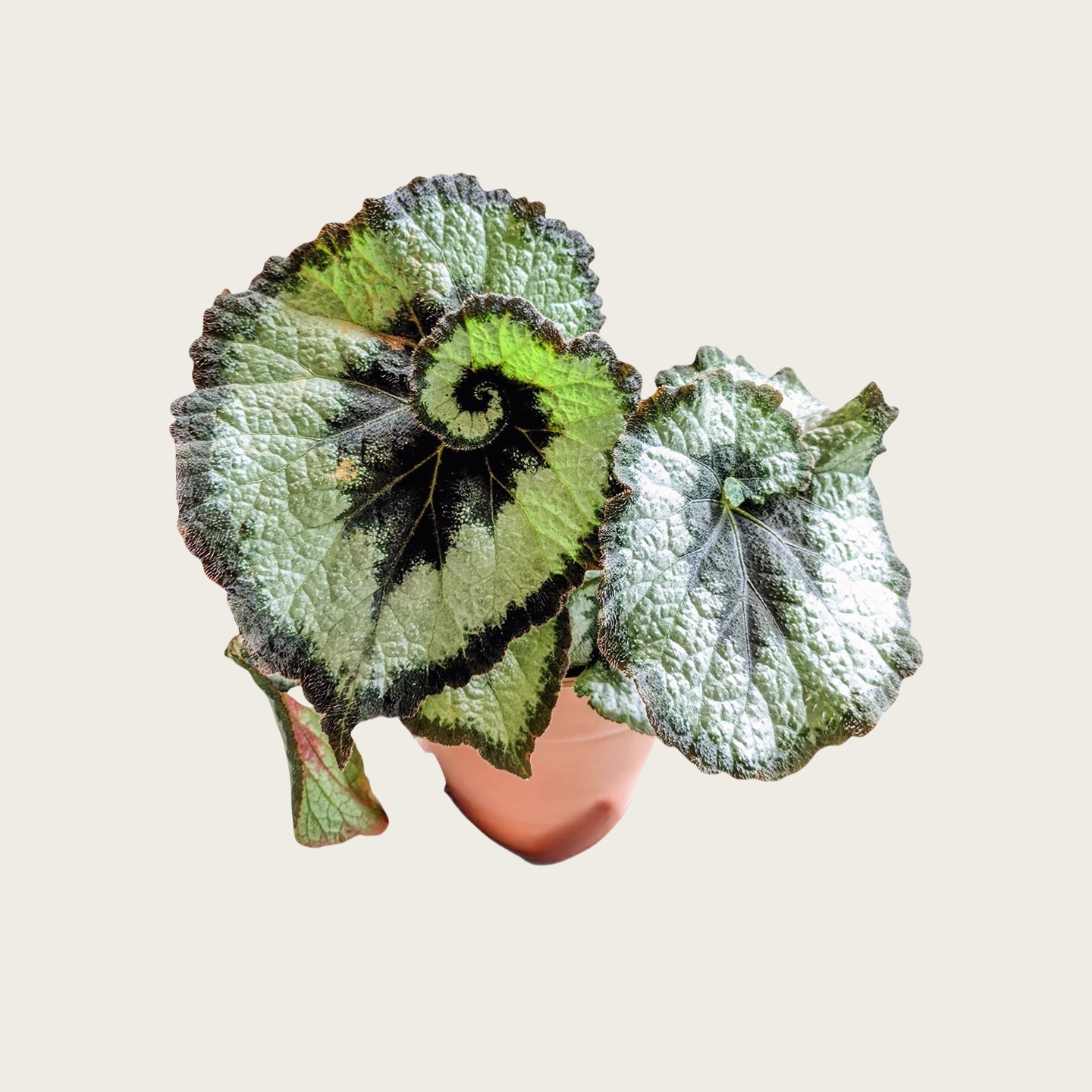 蜗牛