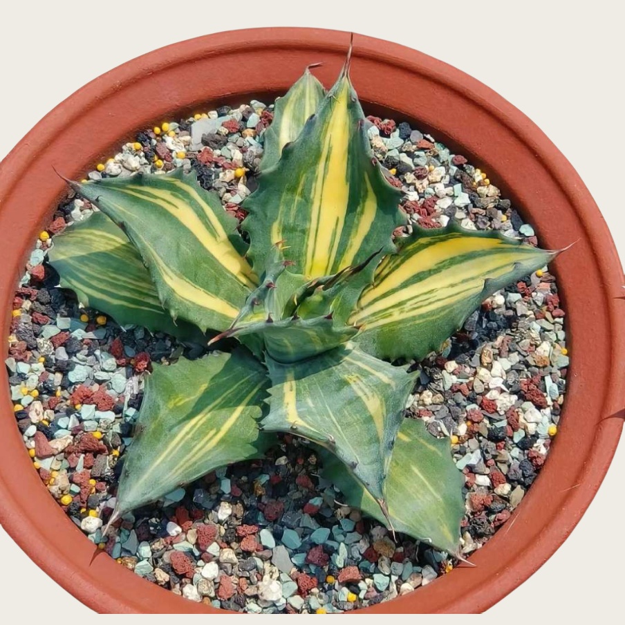 赤龙芽锦