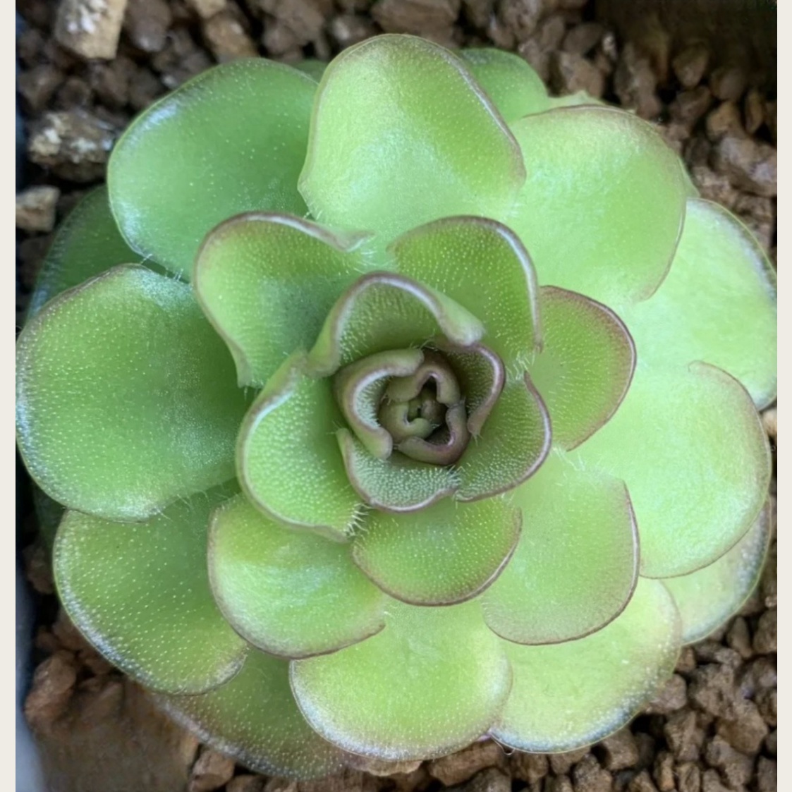 近藤捕虫堇