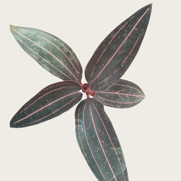 金线莲45#