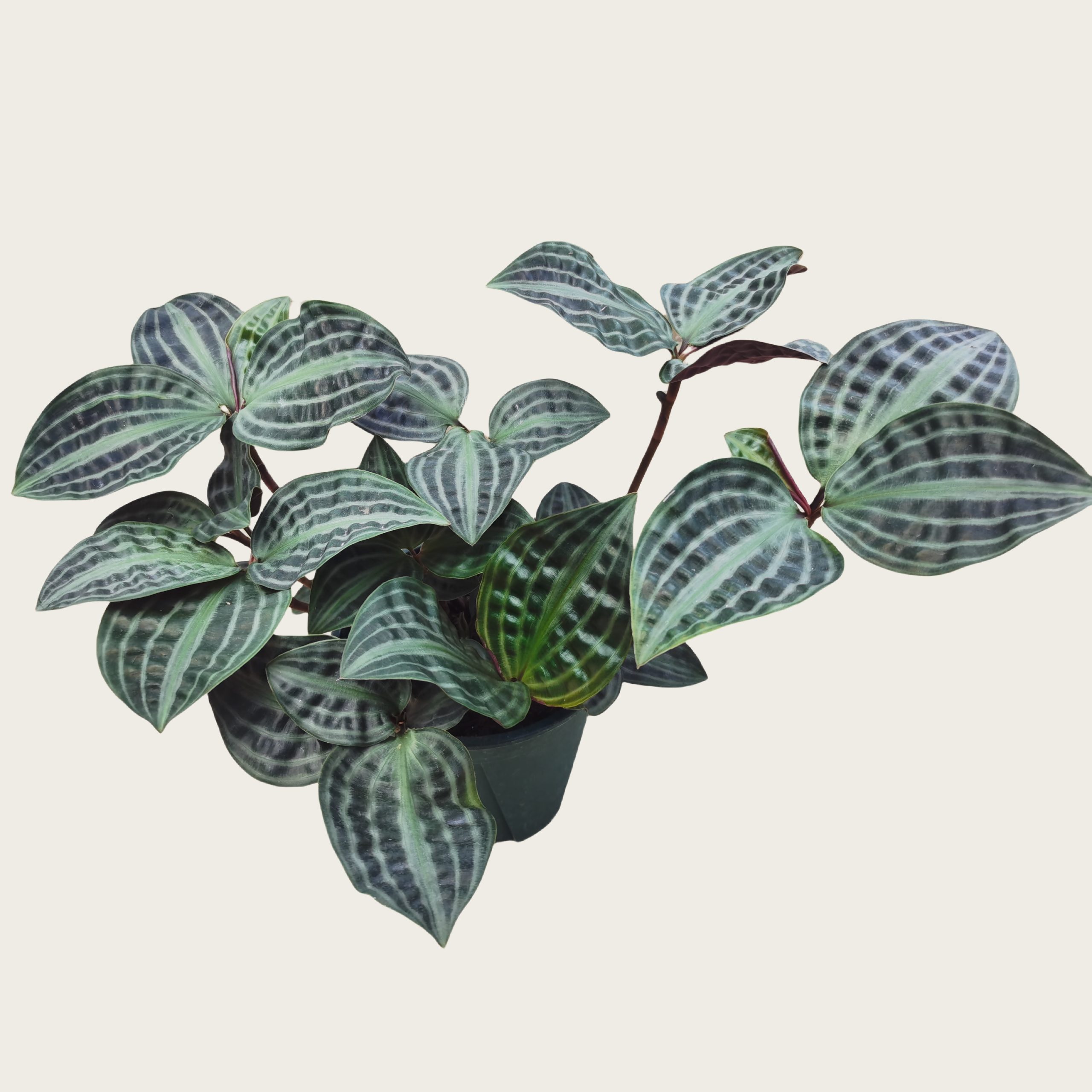 银波草