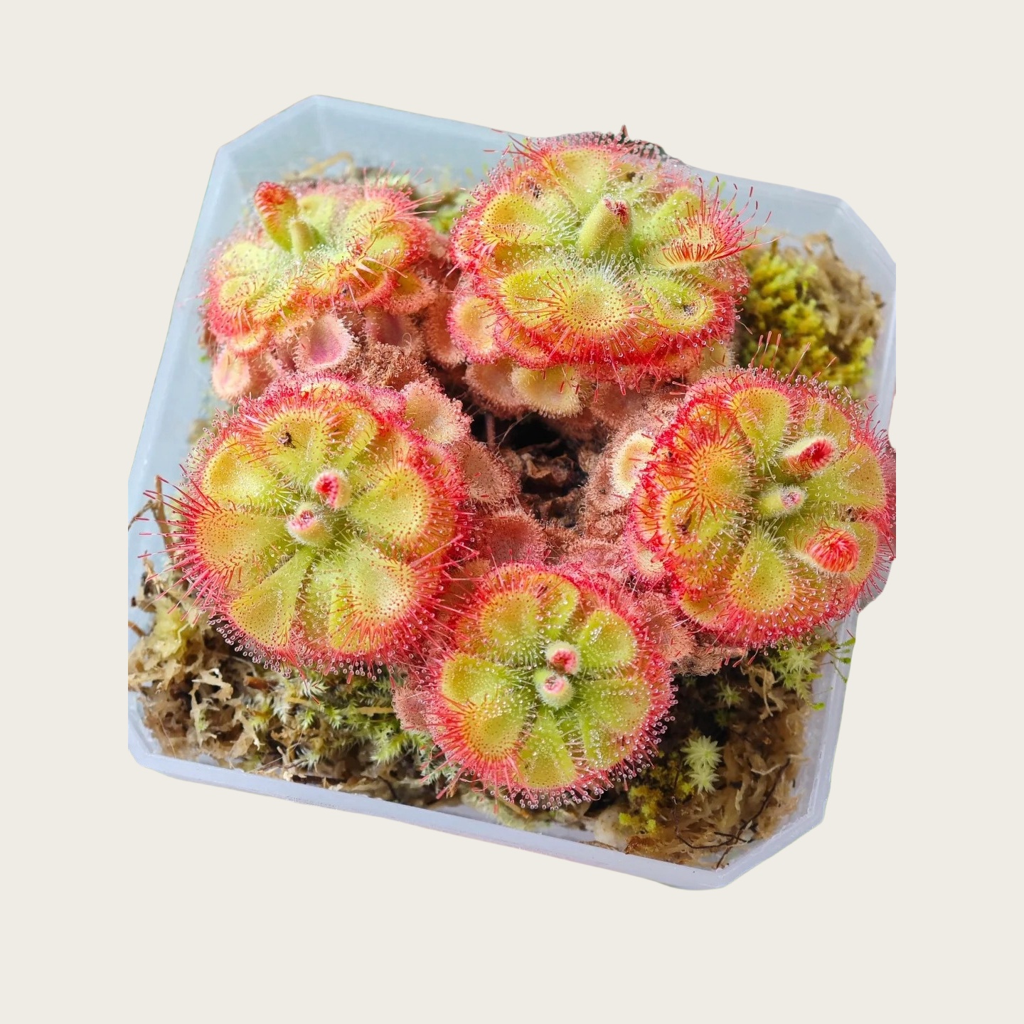 锦地罗茅膏菜
