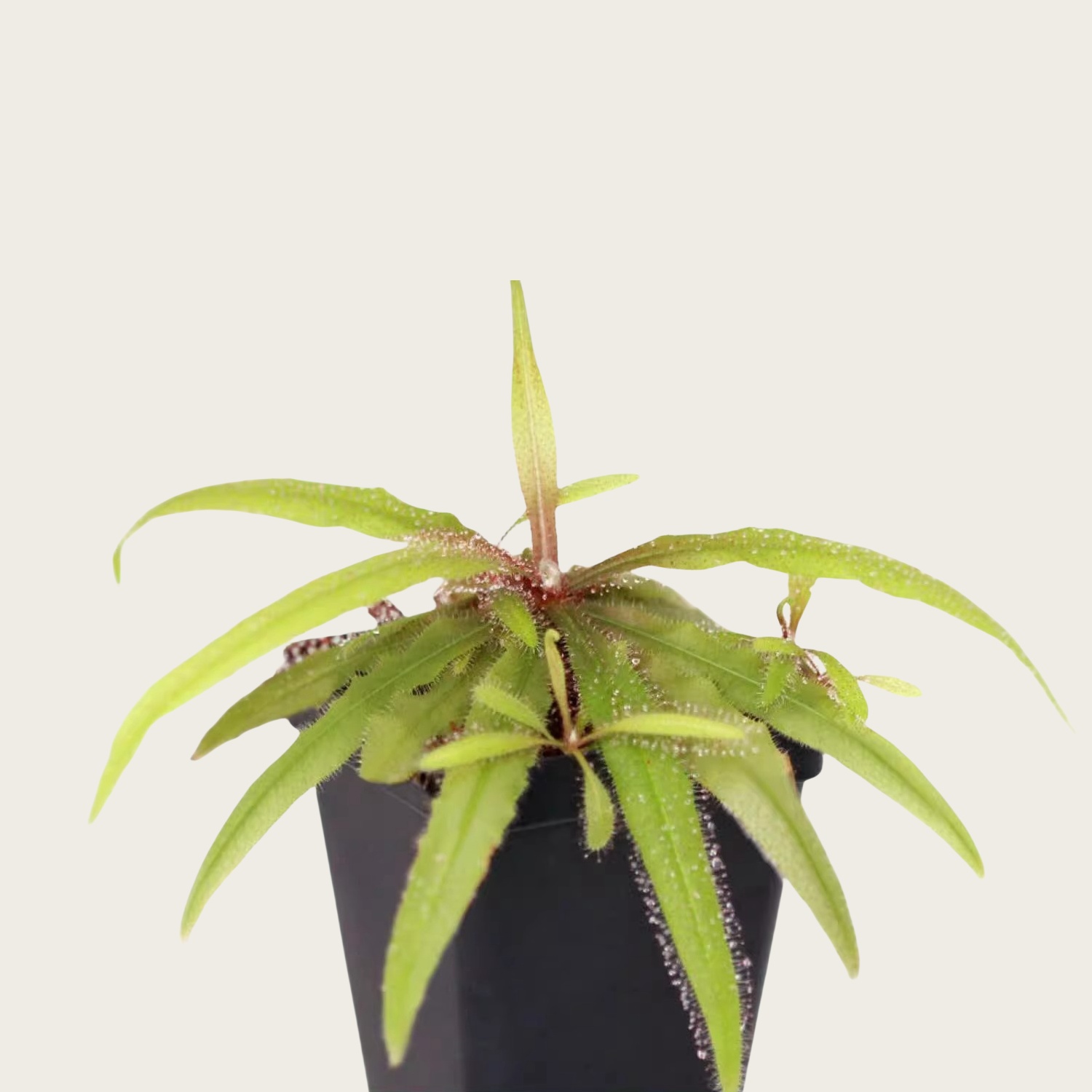 阿帝露茅膏菜