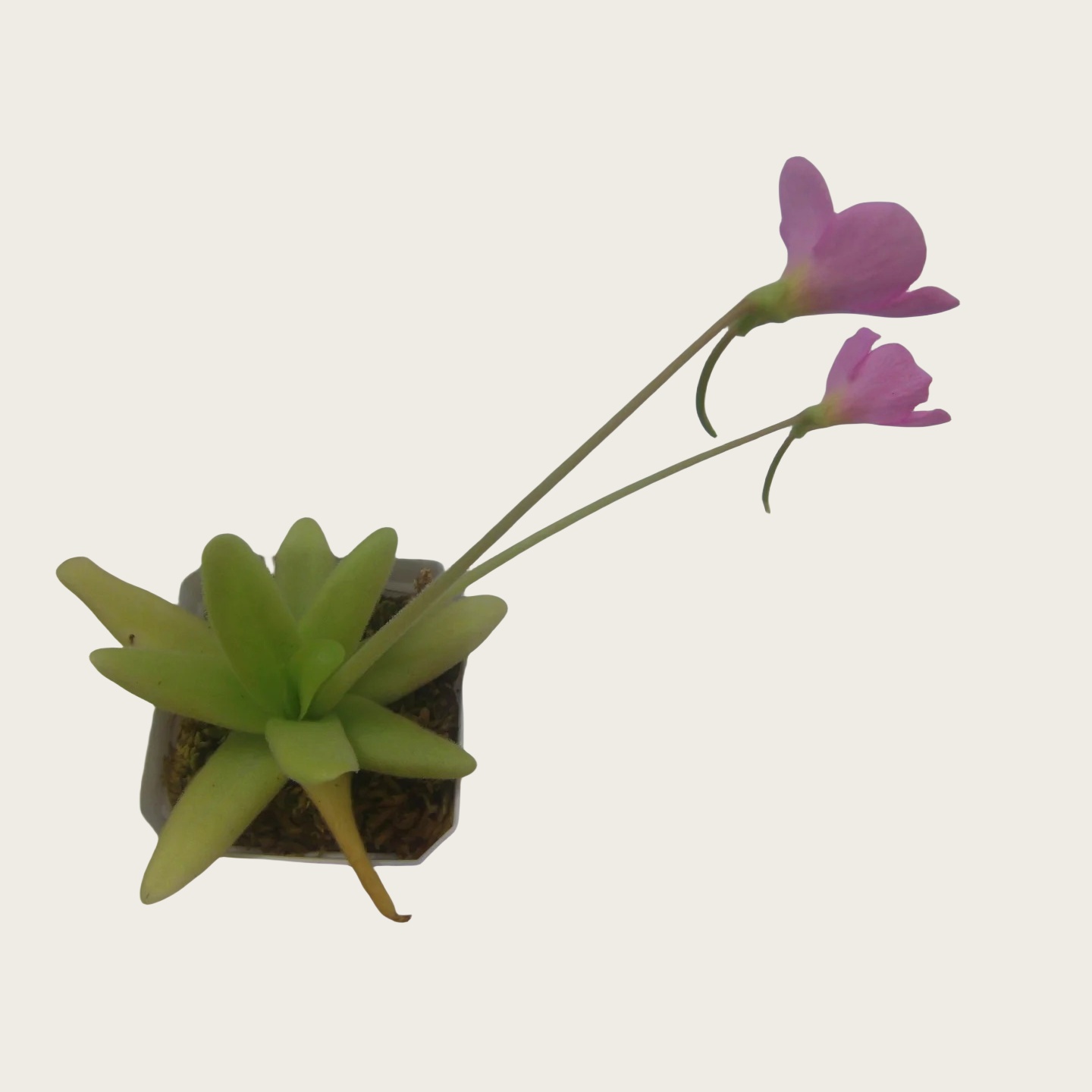 阿芙萝狄蒂捕虫堇