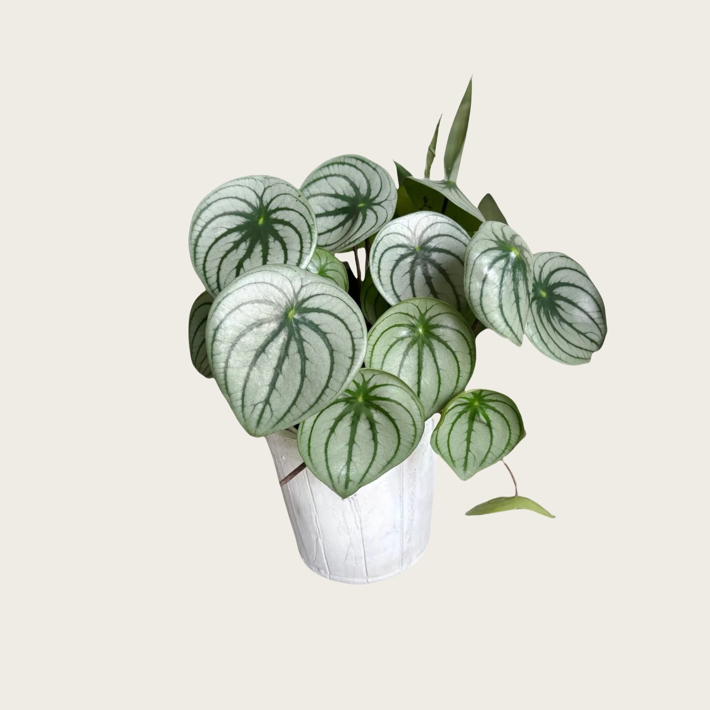 麒麟瓜西瓜皮椒草