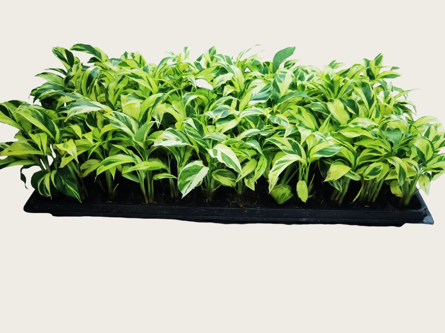 Ctenanthe lubbersiana ‘Golden Mosaic’
