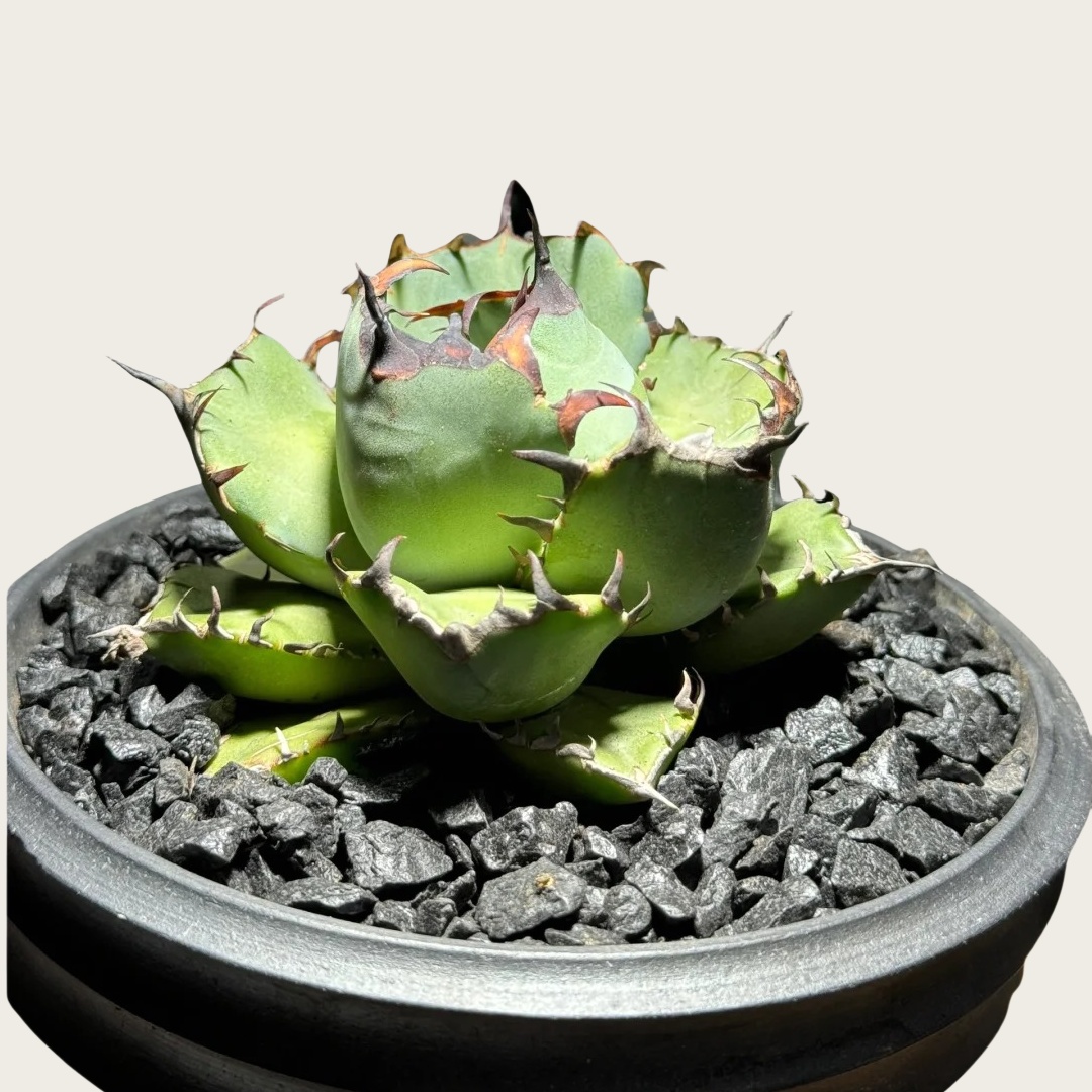 黑鲸